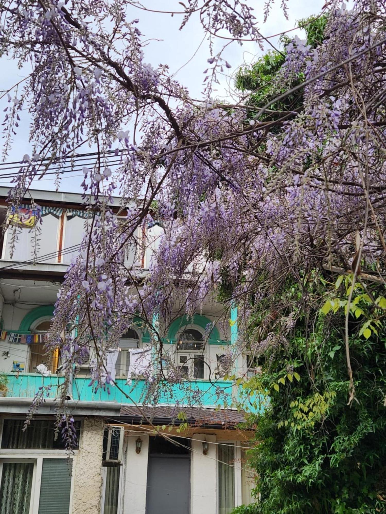 Green Stairs Guest House Tiflis Dış mekan fotoğraf