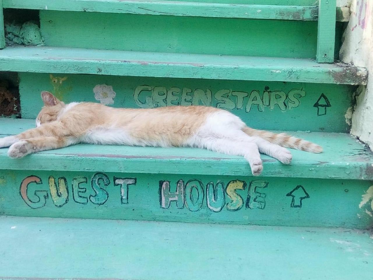 Green Stairs Guest House Tiflis Dış mekan fotoğraf